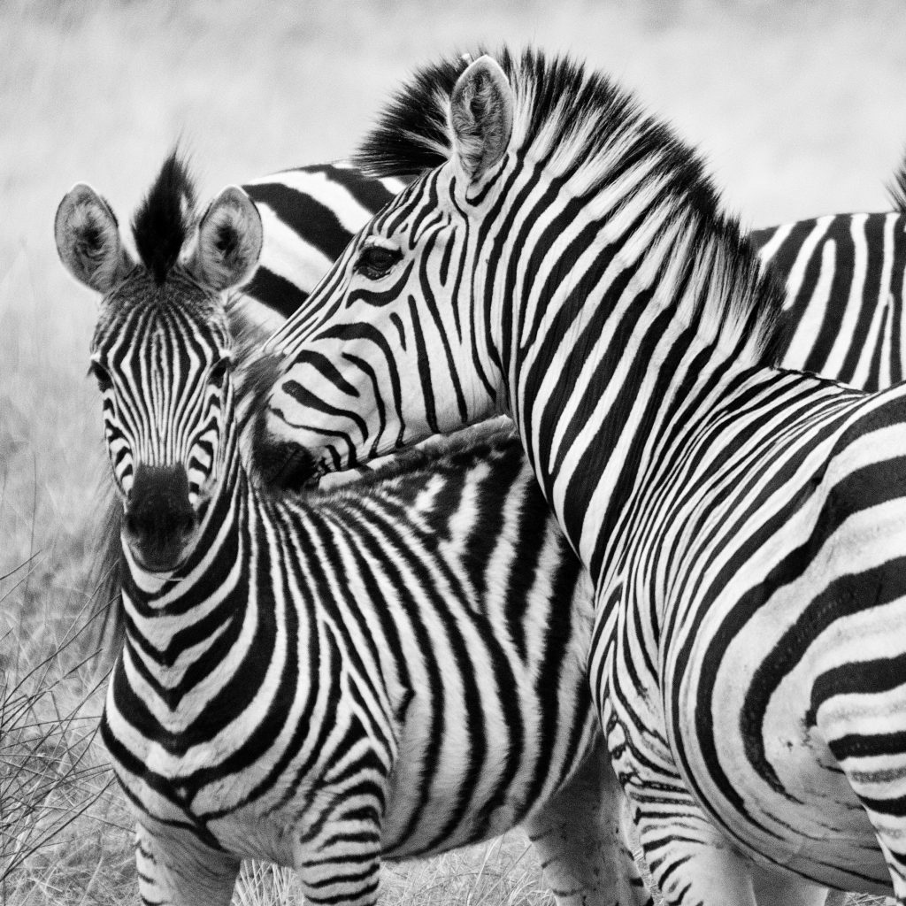 Silver Gelatin Photography Megan Ferguson